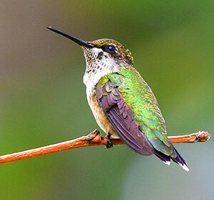 Ruby-Throated Hummingbird Perched (Print)