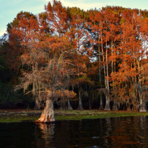 Cypress Glow at Dusk (Print)