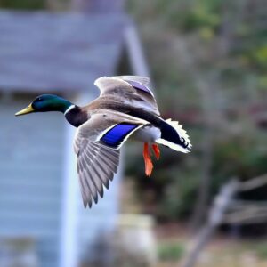 Mallard in Flight (Print)
