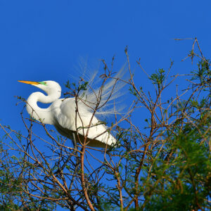 Great Egret Among the Cypress (Print)