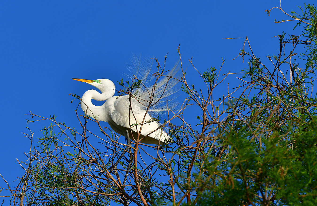 Great Egret Among the Cypress (Print)