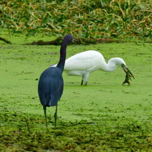 Egret and Heron in the Marsh (Print)