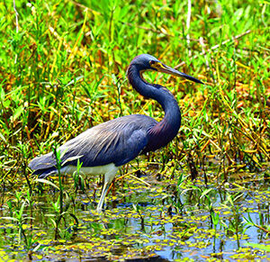 Tricolored Heron in the Marsh (Print)