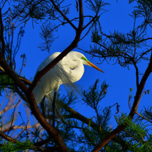 Great Egret in the Cypress Branches (Print)