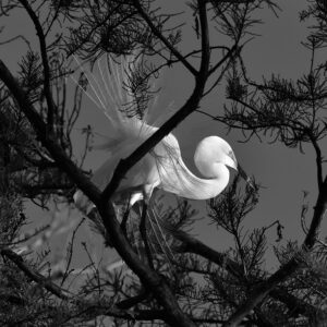 Egret Display in Monochrome (Print)