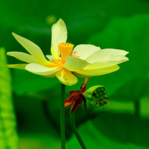 American Lotus Blossom (Print)