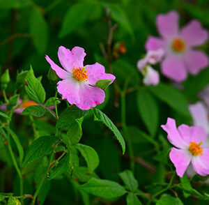 Wild Roses of the Thicket (Print)
