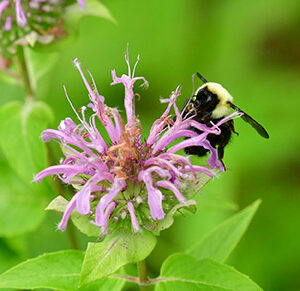 Bumblebee on Wild Bergamot (Print)