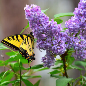 Tiger Swallowtail on Lilac Blooms (Print)