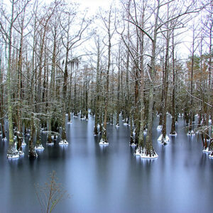 Winter Stillness at Black Bayou (Print)
