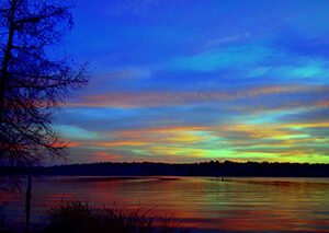 Cypress Silhouettes at First Light (Print)