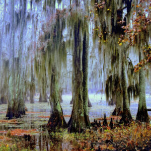 Misty Morning in the Bayou (Print)