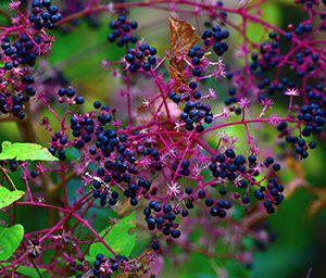 Elderberries of the Bayou (Print)