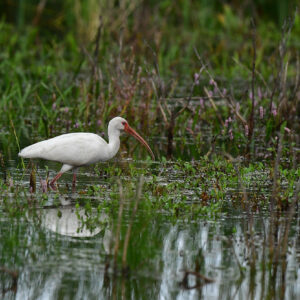 White Ibis in Wetland Reflection (Print)