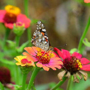 Painted Lady on Zinnias (Print)