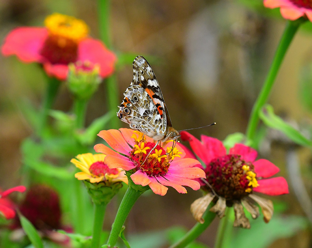 Painted Lady on Zinnias (Print)