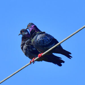 Pigeons in Harmony (Print)