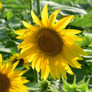 Sunflowers in Southern Light (Print)