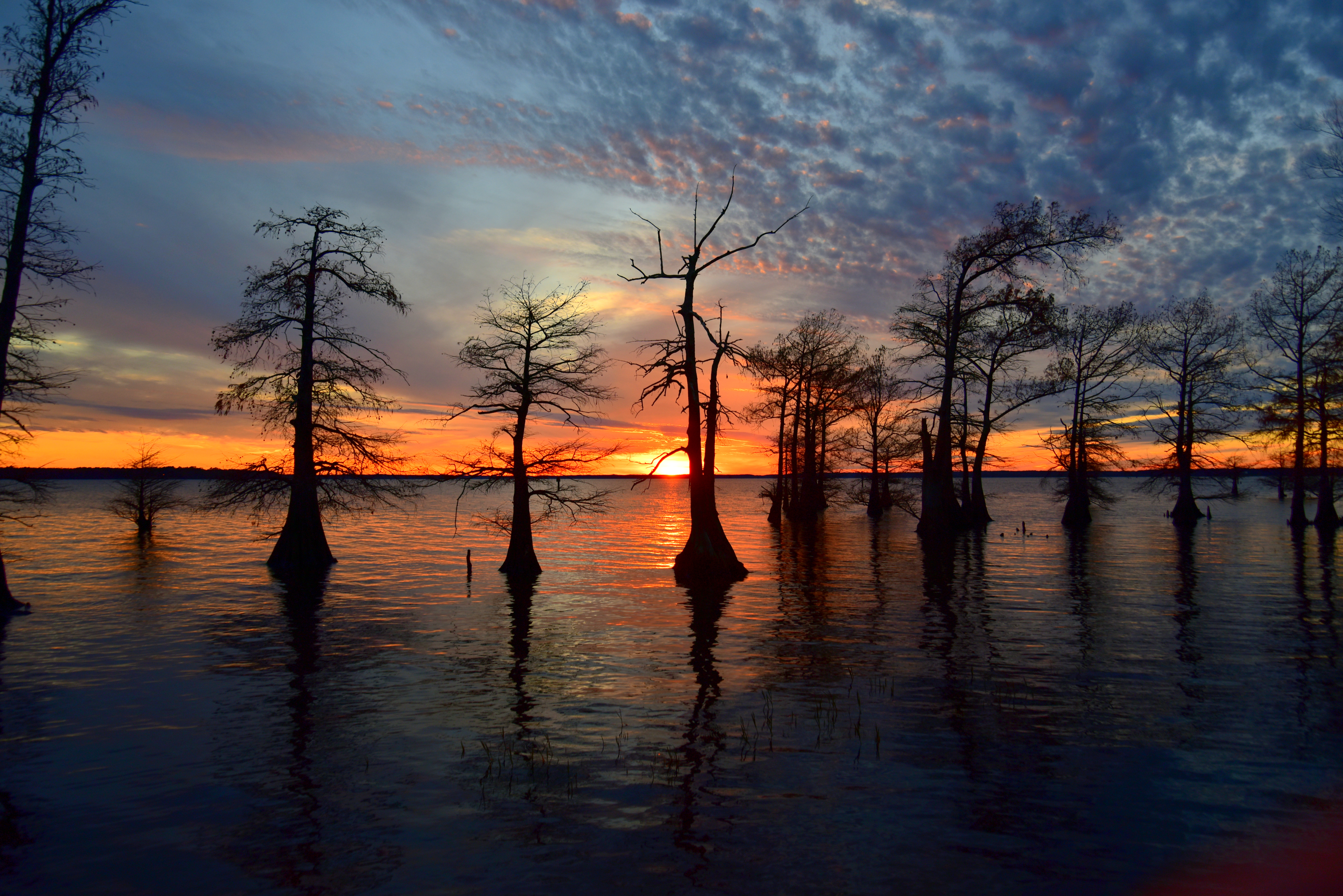 CADDO LAKE 4 (Print)