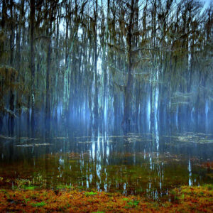 Fog and Cypress Shadows (Print)