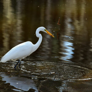 Great Egret in Golden Light (Print)