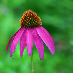 Solitary Coneflower Study (Print)