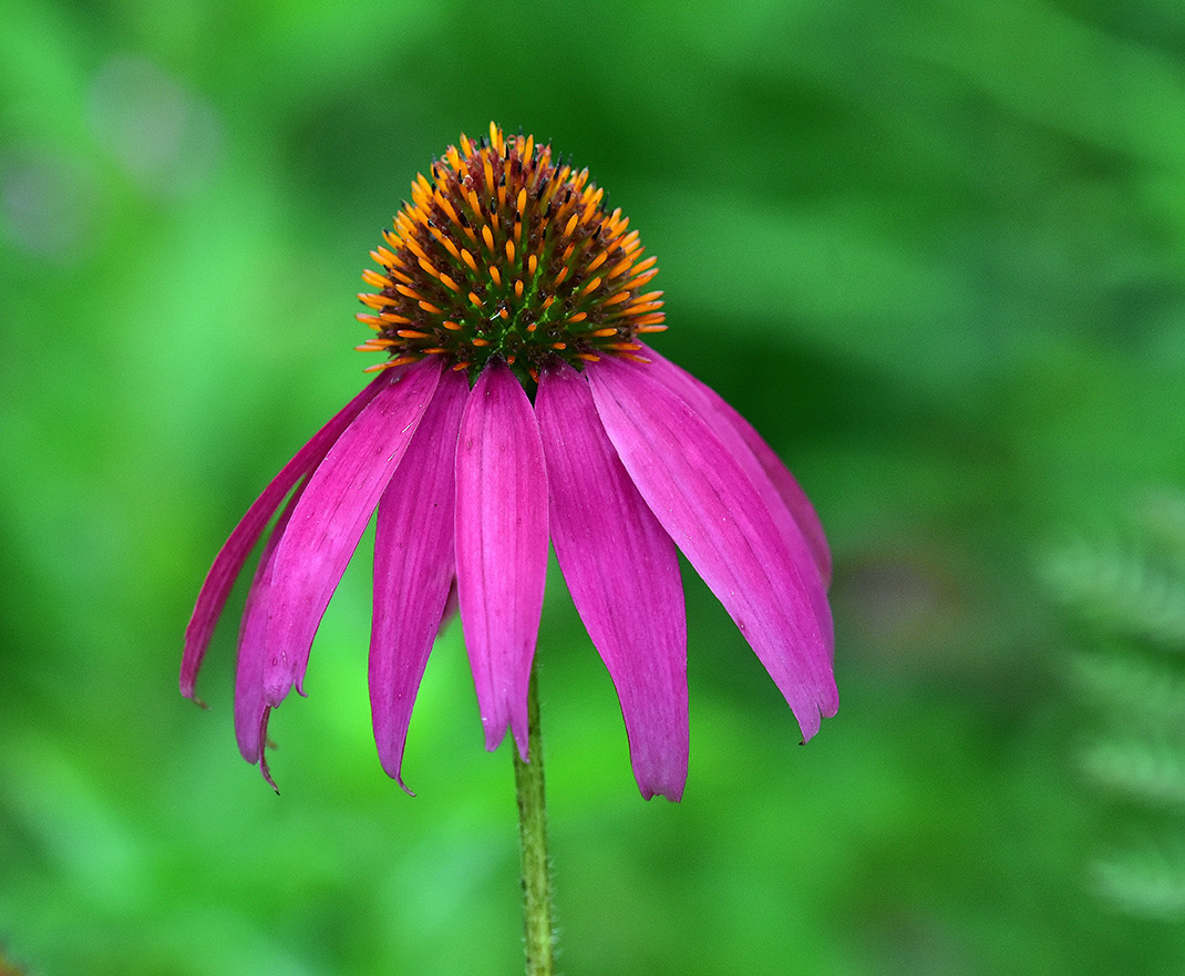 Solitary Coneflower Study (Print)