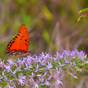 Gulf Fritillary on Wildflower (Print)