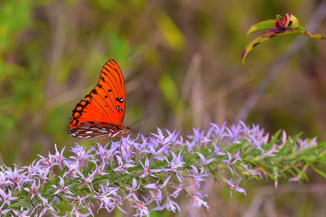 Gulf Fritillary on Wildflower (Print)