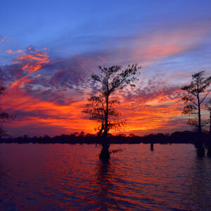 Sunset Through the Cypress Line (Print)