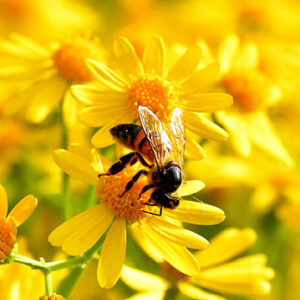 Honeybee Gathering Nectar (Print)