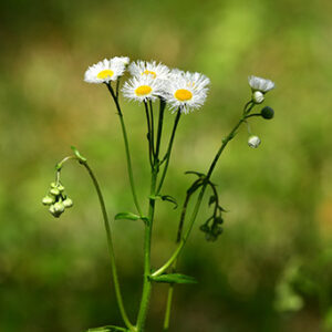 Daisies in the Sunlight (Print)