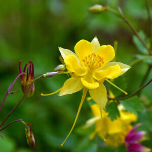 Yellow Columbine Elegance (Print)