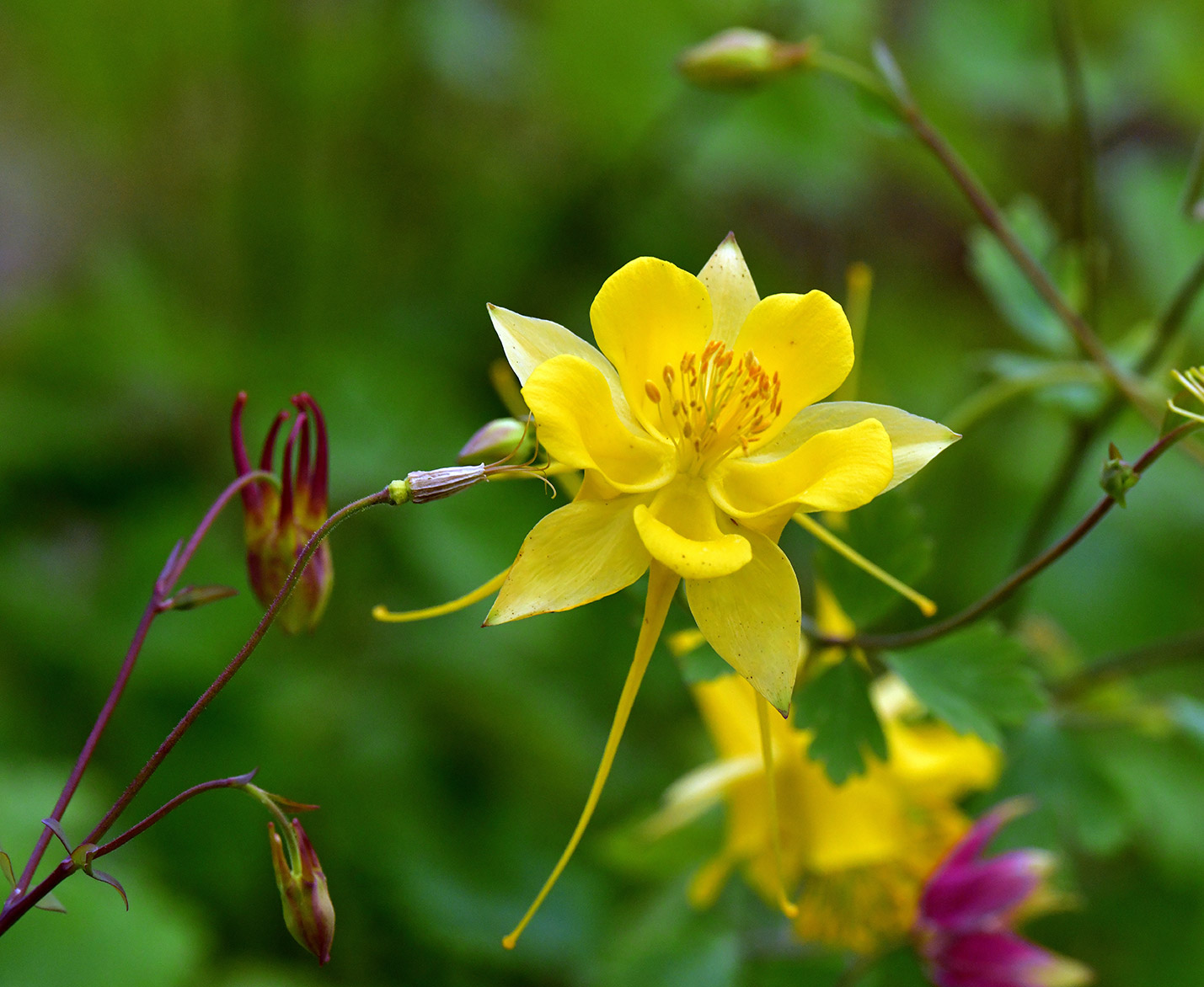 Yellow Columbine Elegance (Print)