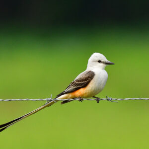Scissor-Tailed Flycatcher on the Wire (Print)