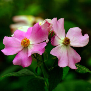 Wild Roses in Bloom (Print)