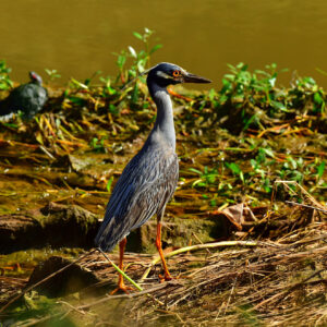 Yellow-Crowned Night Heron at the Riverbank (Print)