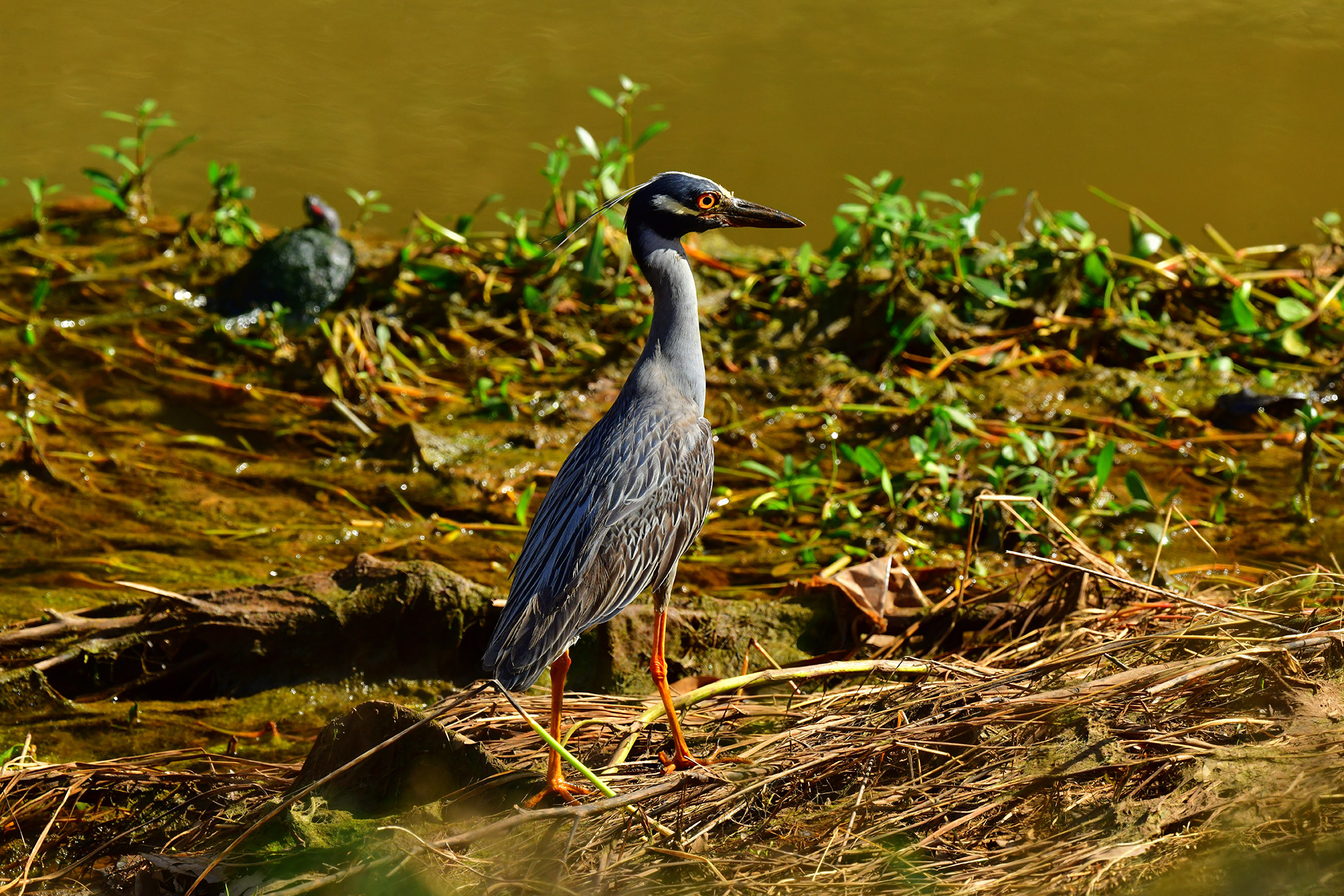 Yellow-Crowned Night Heron at the Riverbank (Print)