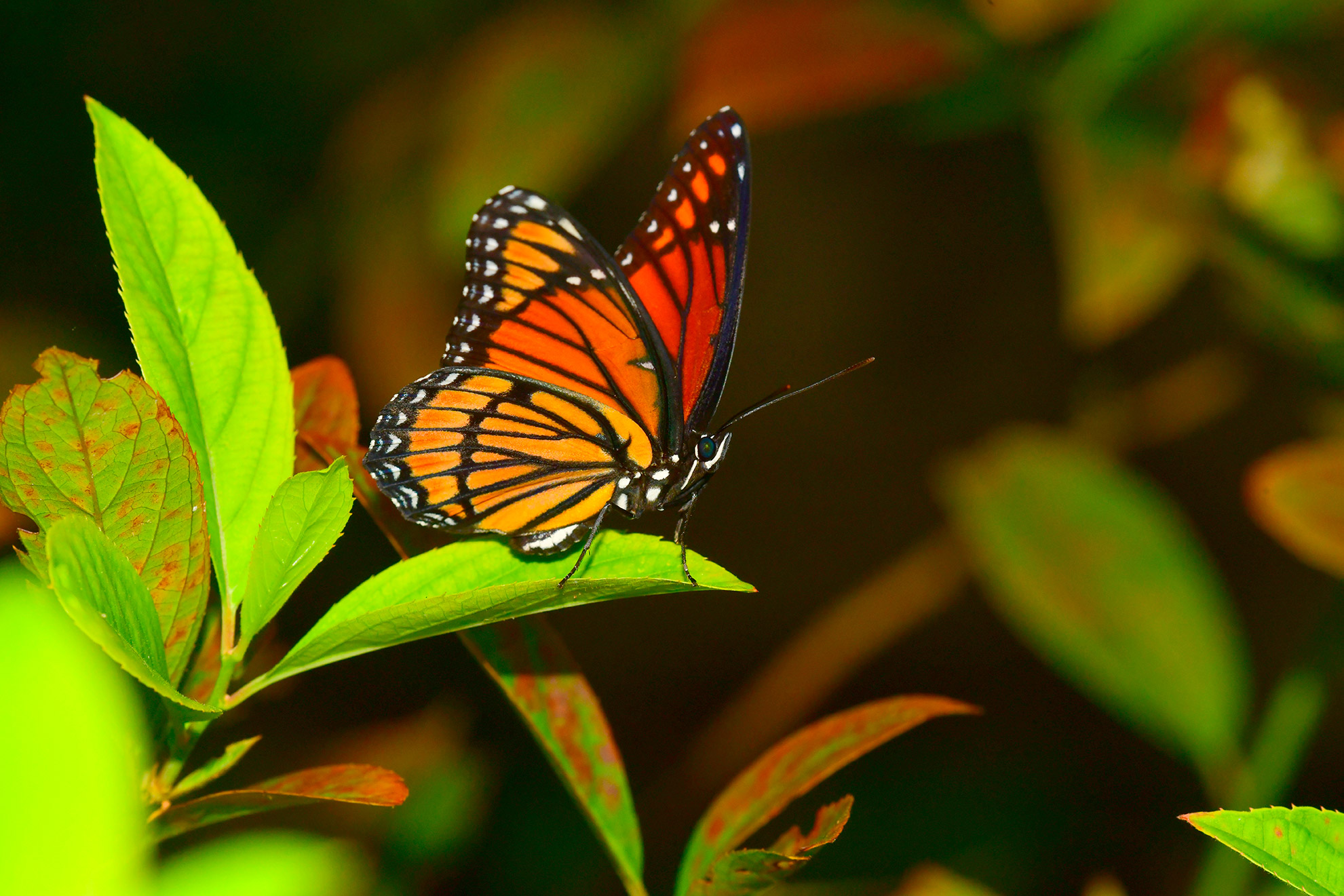 Viceroy Butterfly Resting (Print)