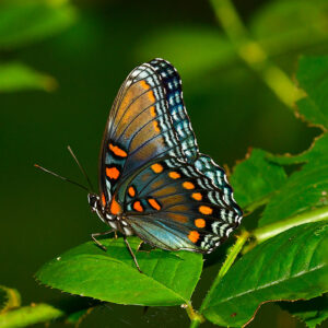 Red-Spotted Purple Butterfly (Print)