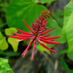 Coralbean Flowering (Print)