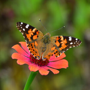 Painted Lady on Zinnia (Print)