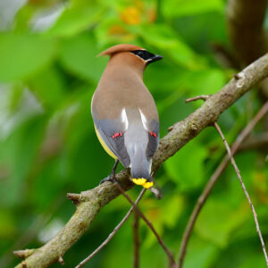 Cedar Waxwing on a Branch (Print)
