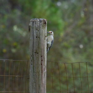 Red-Bellied Woodpecker on the Fence Post (Print)
