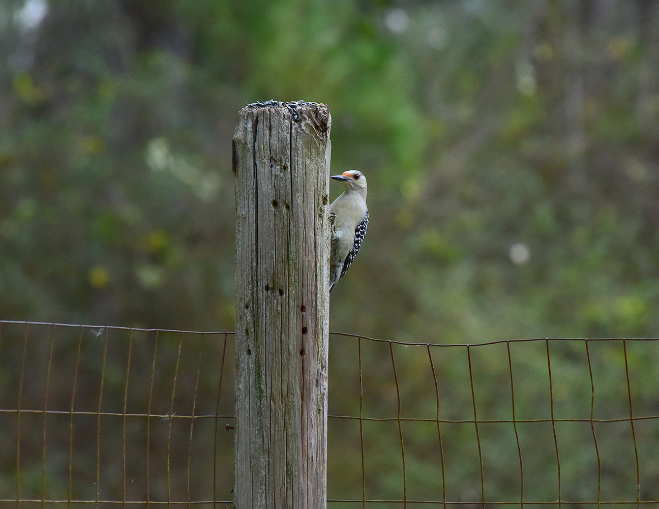 Red-Bellied Woodpecker on the Fence Post (Print)