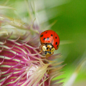 Ladybug on Thistle (Print)