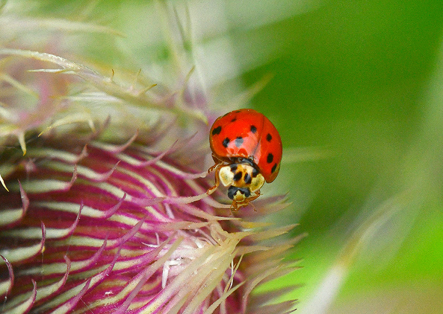 Ladybug on Thistle (Print)