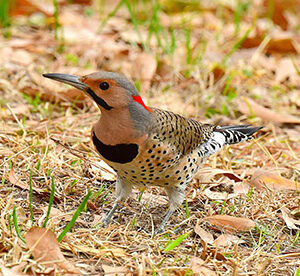 Northern Flicker foraging on the Ground (Print)