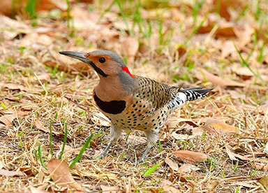 Northern Flicker foraging on the Ground (Print)