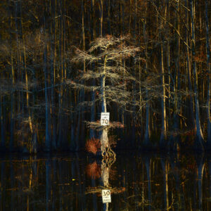 Speed Limit in the Swamp (Print)